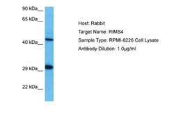 RIMS4 Rabbit anti-Human, Polyclonal, Novus Biologicals 0.1ml; Unconjugated:Antibodies,